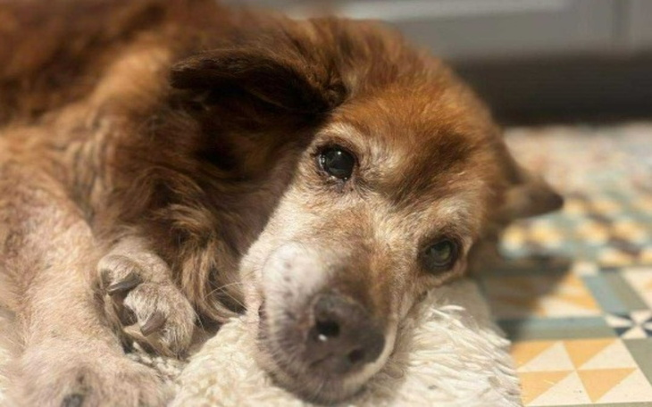 Stary pies leżący na podłodze, z wyrazem spokoju.