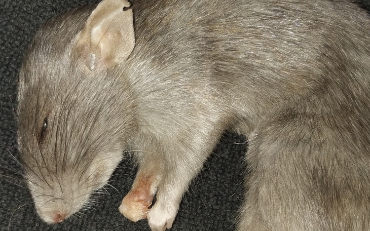 Zbiórka spreparowanie mojego szczurka - zdjęcie główne