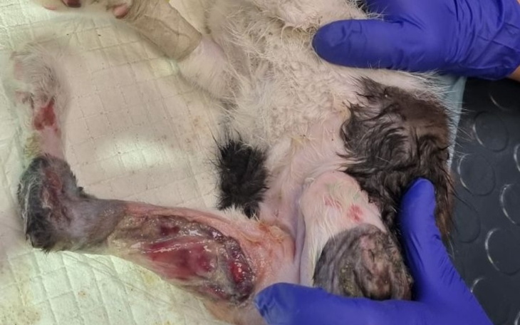 Zranione zwierzę wymaga natychmiastowej interwencji weterynaryjnej.