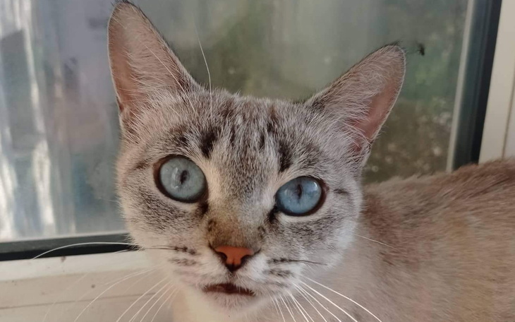 Kot o niebieskich oczach, patrzący przez okno.