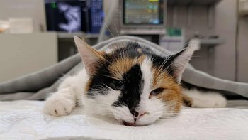 Zbiórka Operacja wyjęcia implantów - miniaturka zdjęcia