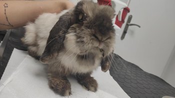 Zbiórka Nowe życie Bazyla - miniaturka zdjęcia