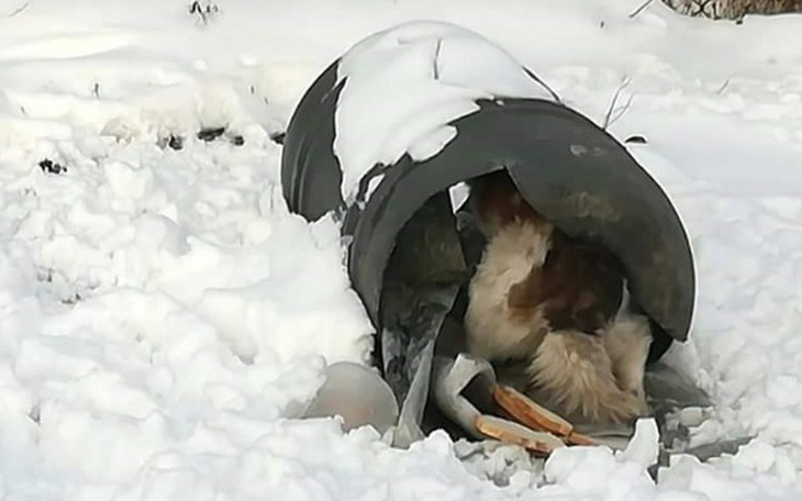 Zbiórka SOS dla psa z beczki - zdjęcie główne