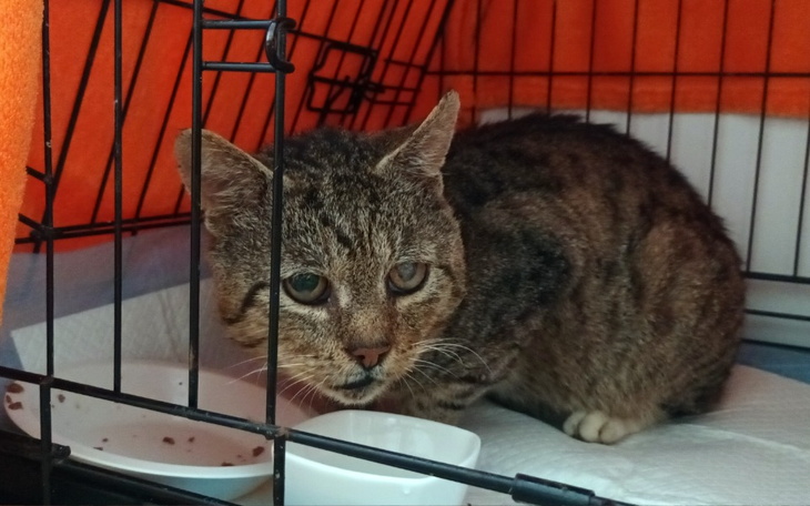 Kot w klatce, jedzący z miski.