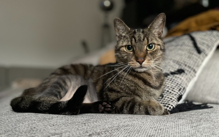 Zbiórka Despero - Zapalenie otrzewnej - zdjęcie główne