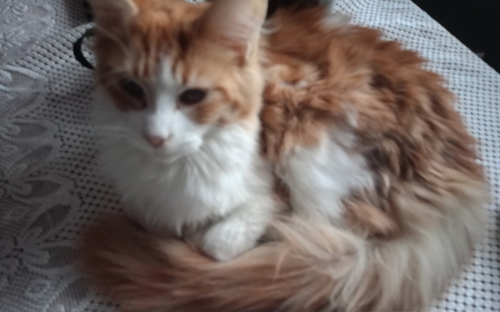 Zbiórka Ratujemy Aksela - zdjęcie główne