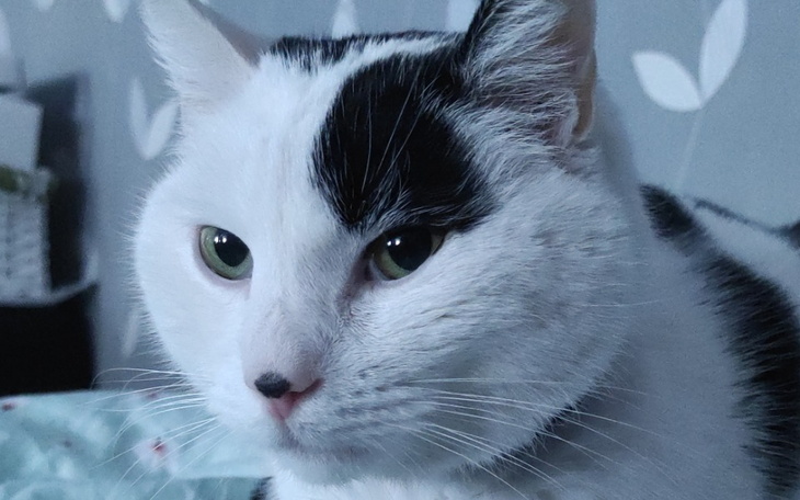 Zbiórka Uratujmy Leona - zdjęcie główne