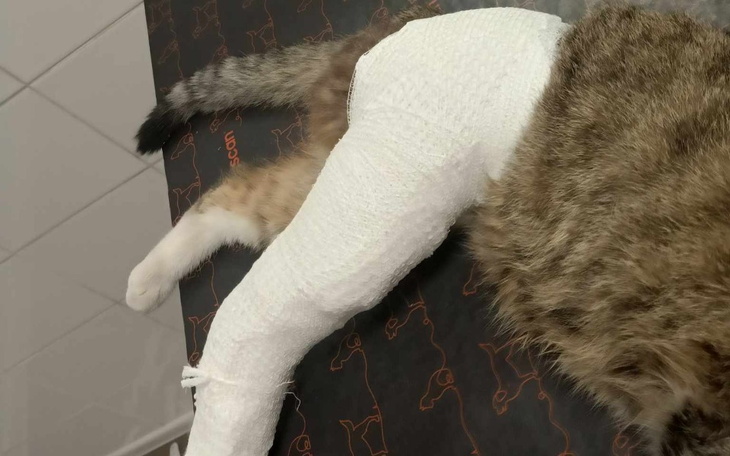 Zbiórka Kocie życie lub....eutanazja. - zdjęcie główne