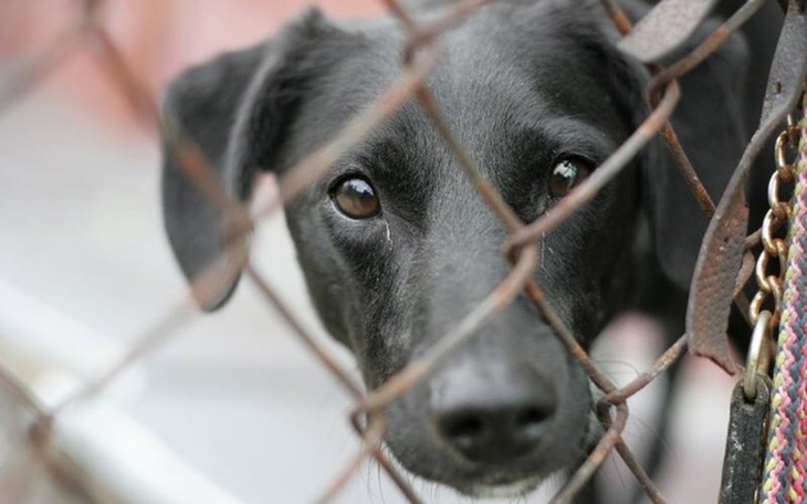 Zbiórka Na przytulisko dla psów:) - zdjęcie główne