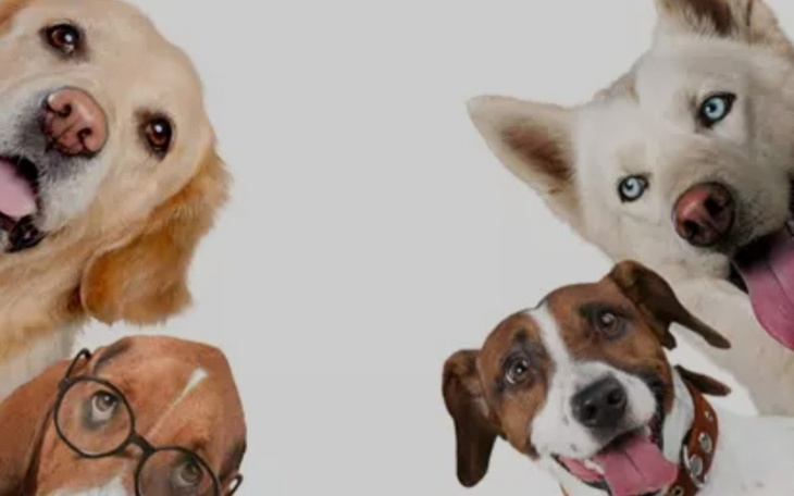 Zabawa z psem, który wygląda na szczęśliwego i pełnego energii.