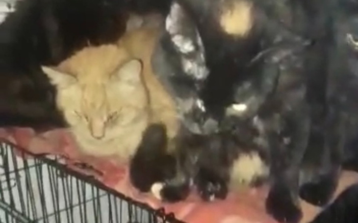 Zbiórka transport zwierzat z Kijowa - zdjęcie główne