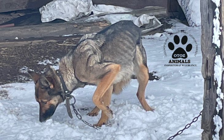 Zbiórka Wychudzona Nuka bez schronienia - zdjęcie główne