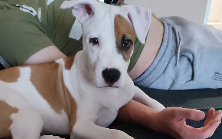 Zbiórka Na leczenie naszego szczeniaka - zdjęcie główne