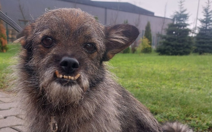 Zbiórka Na zabieg stomatologiczny Bobka - zdjęcie główne