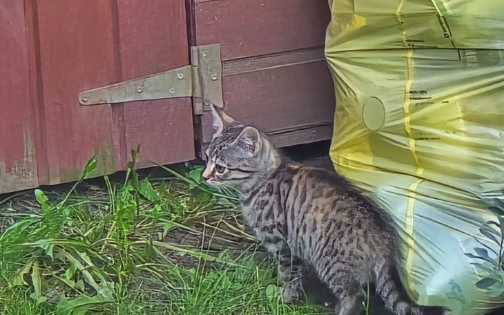 Zbiórka Pomocy-Kocia rodzina w potrzebie - zdjęcie główne