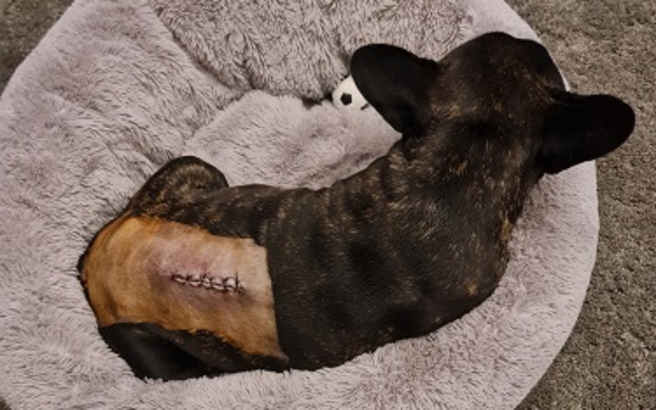 Zbiórka Spłata długów po leczeniu pieska - zdjęcie główne