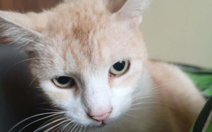 Zbiórka Nowe życie Natki - zdjęcie główne