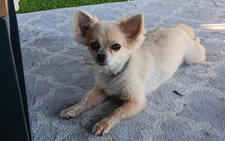 Zbiórka Na operacjie żołądka lusi - zdjęcie główne