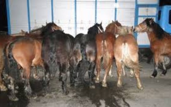 Zbiórka SKARYSZEW-bilet powrotny konia - zdjęcie główne