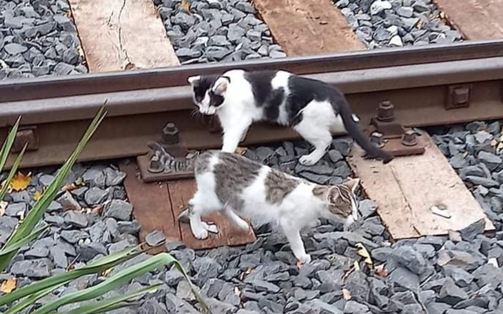 Zbiórka Kociaki przy torach - zdjęcie główne