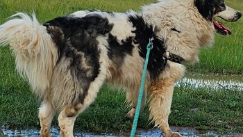 Zbiórka Ulżyjmy Toresowi - miniaturka zdjęcia