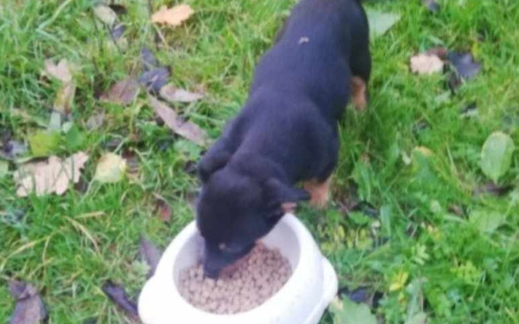 Zbiórka szansa dla malucha - zdjęcie główne