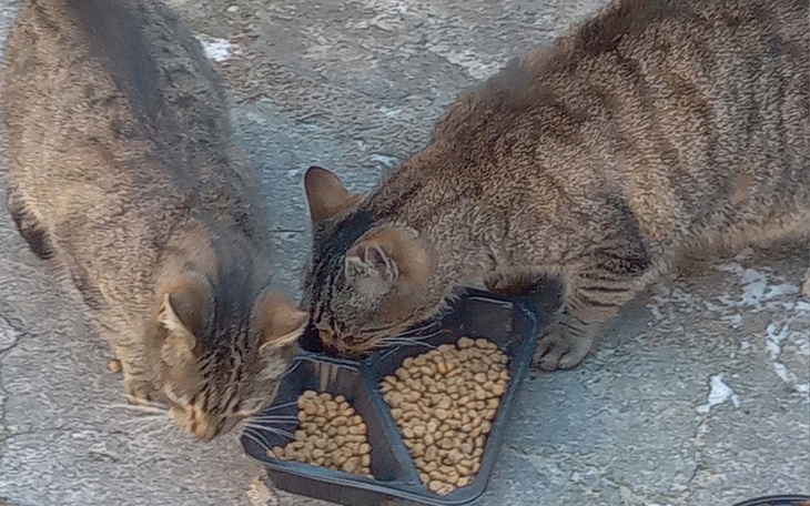 Zbiórka Leczenie niepełnosprawnego kota - zdjęcie główne