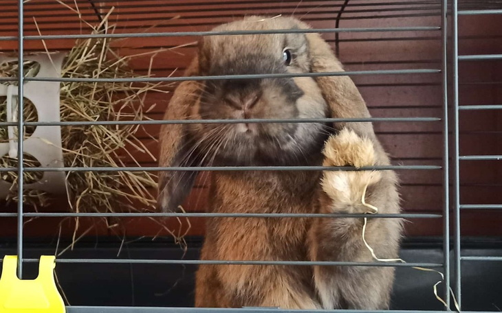 Zbiórka Leczenie w Króliczoku - zdjęcie główne