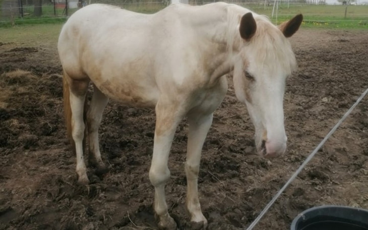 Zbiórka Pomoc dla Tobiany - zdjęcie główne