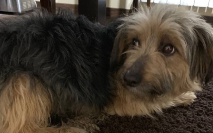 Zbiórka Hory piesek - zdjęcie główne