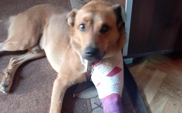 Zbiórka Leczenie Berka po wypadku - zdjęcie główne