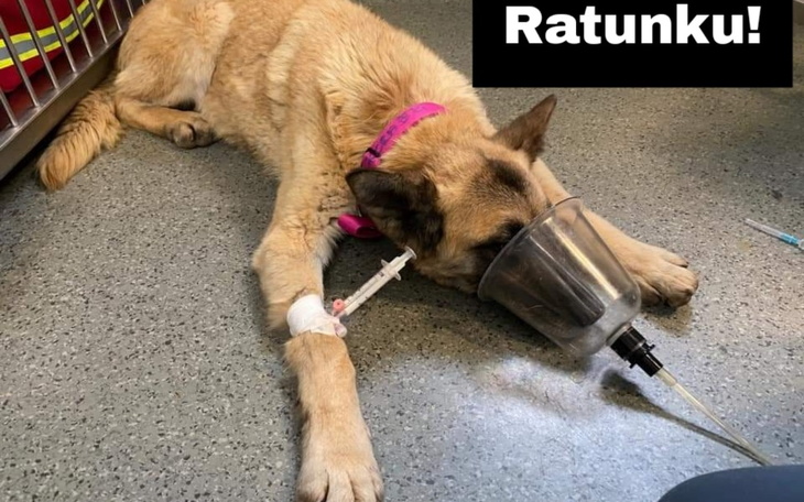 Zbiórka Życie ją ciężko doświadczyło - zdjęcie główne