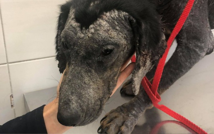 Zbiórka Smutne oczy błagające o ratunek - zdjęcie główne