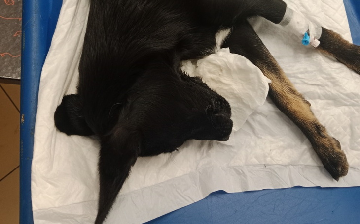 Zbiórka Daisy sunia po wypadku - zdjęcie główne