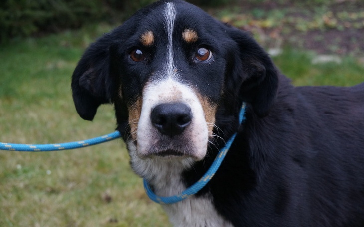 Pies z czarno-białym futrem patrzy w obiektyw.