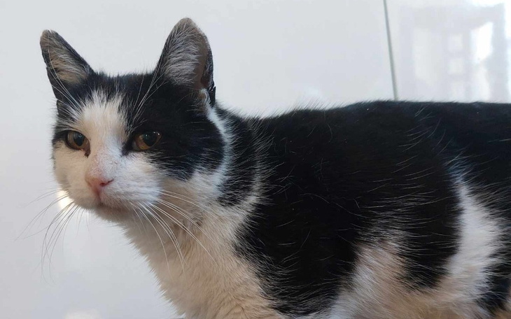 Zbiórka Kastracja bezdomnej koteczki - zdjęcie główne