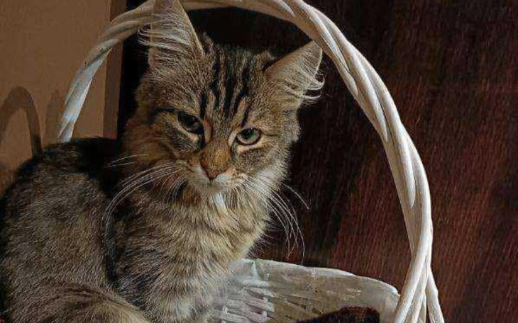 Kot siedzący w koszyku, z wyrazem twarzy pełnym charakteru.