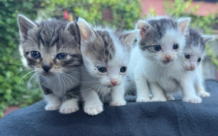 Cztery małe kocięta na czarnym tle.