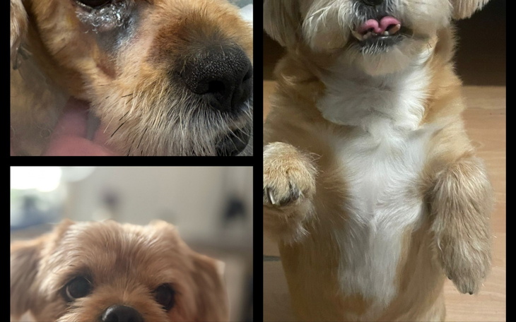 Trzy zdjęcia psa, pokazujące różne ujęcia.