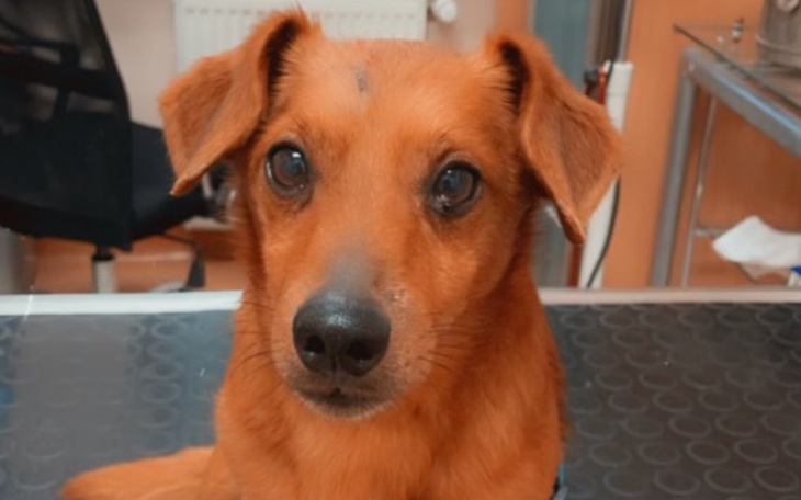 Rudy pies z wyrazem twarzy w gabinecie weterynaryjnym.