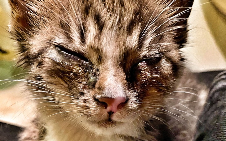 Zbiórka Malutka Muffinka błaga o pomoc - zdjęcie główne