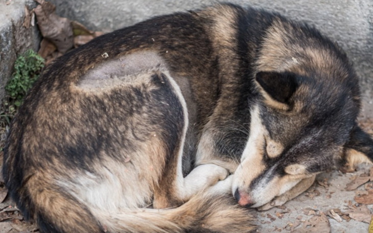 Zbiórka Karma dla bezdomnych zwierząt. - zdjęcie główne