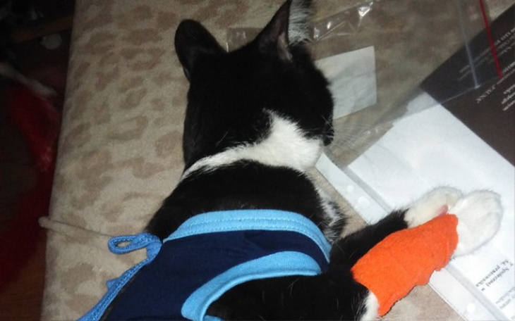 Zbiórka Ciało obce w jelicie kotki - zdjęcie główne