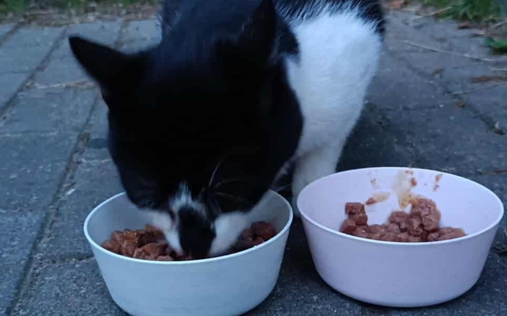 Kot jedzący z dwóch misek na zewnątrz.