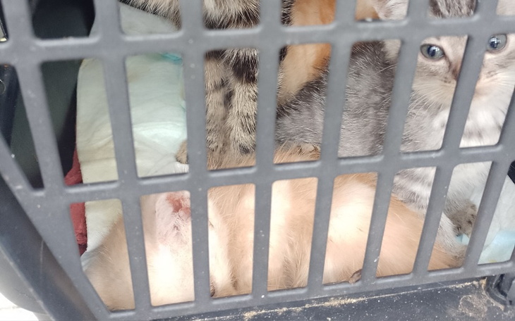 Kocięta w klatce, czekające na nowy dom.