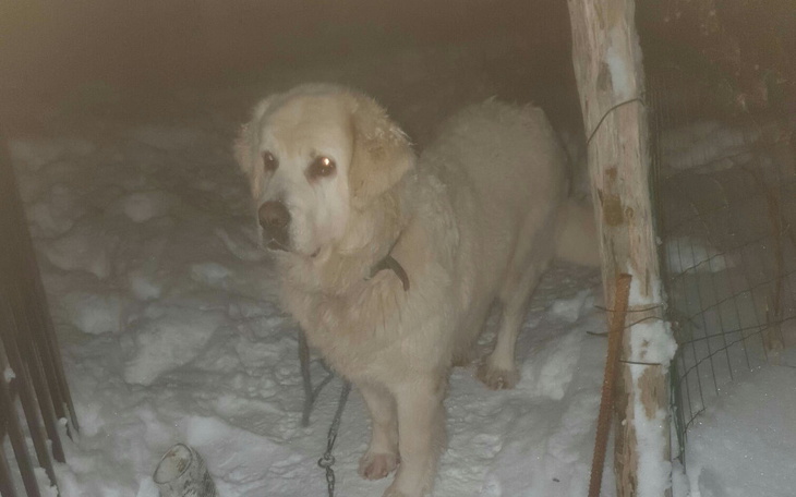 Zbiórka Na leki i karmę - zdjęcie główne