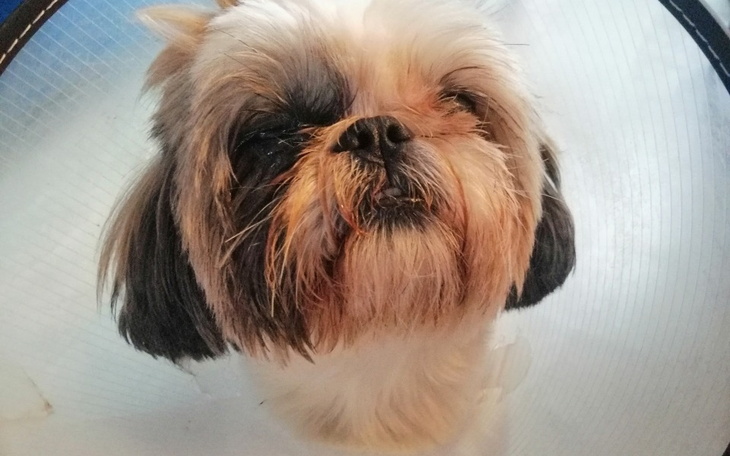 Zbiórka Ratujemy oczko Gai. - zdjęcie główne