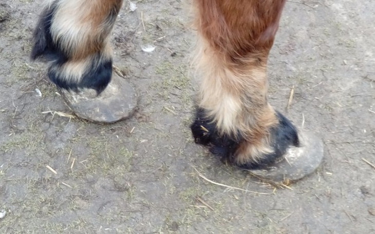 Zbiórka Kalina 18letnia klacz ratunek - zdjęcie główne