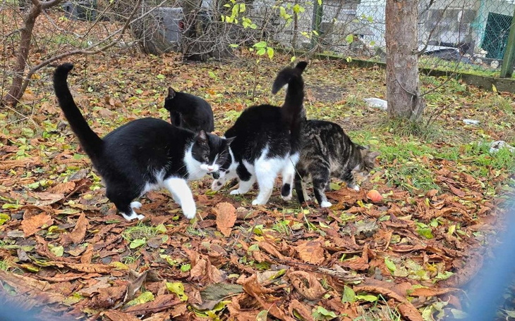 Cztery koty bawiące się na liściach w parku.