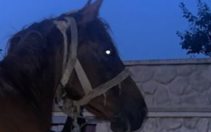 Koń w nocy z widocznymi oczami w blasku światła.